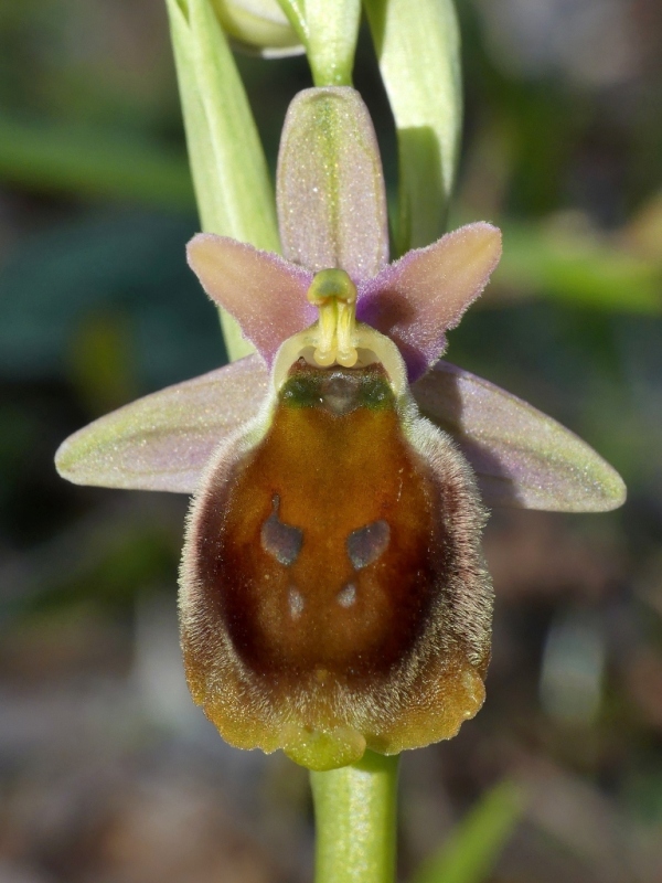 Ophrys crabronifera e la sua variabilit in alcune zone di Lazio e Abruzzo primavera 2018